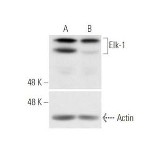 Elk-1 siRNA (h)