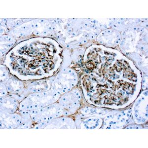 Anti-Fibronectin antibody