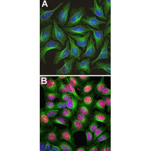Anti-c-Fos antibody - BSA free