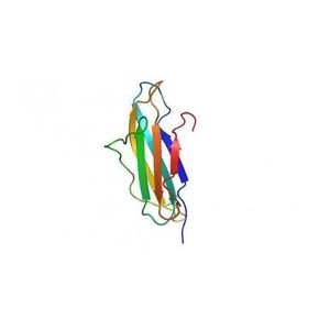 Beta 2-microglobulin (β2M)