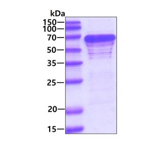 Anti-Alpha-synuclein (phospho S129) antibody [P-syn/81A](AB184674)