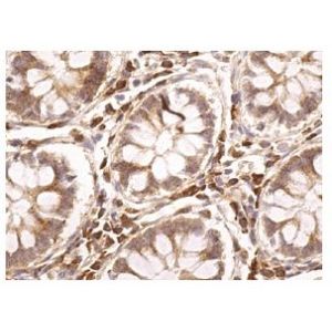 c-Rel (B-6) Alexa Fluor® 594