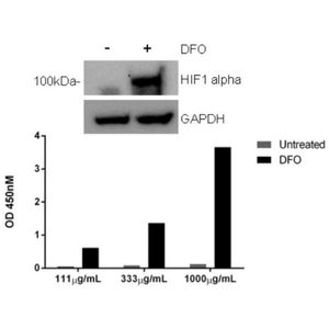 Anti-Desmin antibody [Y66] - Cytoskeleton Marker(AB32362)