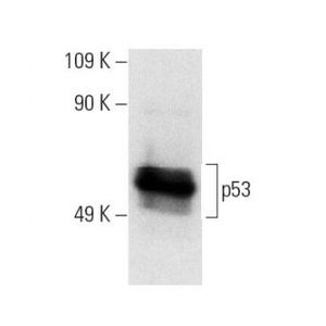 p53 (D-11) PE