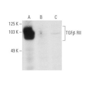 TGFβ RII (D-2) Alexa Fluor® 546
