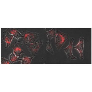 METAFECTENE® FluoR - Fluorescent Transfection