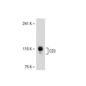 C23 (MS-3) Alexa Fluor® 647
