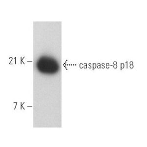 caspase-8 p18 (D-8) Alexa Fluor® 790