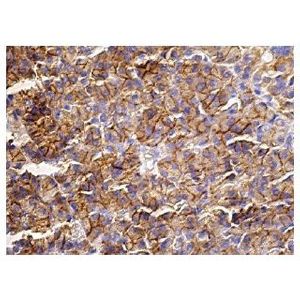 IQGAP2 (A-4) Alexa Fluor® 546