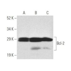 Bcl-2 (100) AC