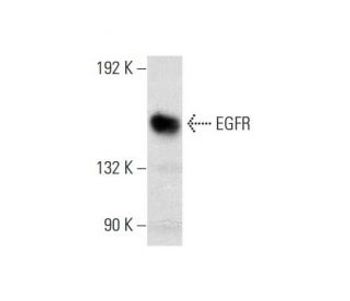 EGFR D 8 FITC Science Company Labroots