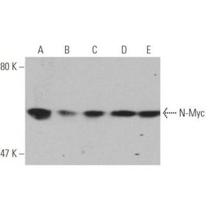 N-Myc (2) AC