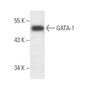 GATA-1 (N6) FITC