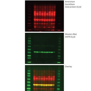 Amersham™ QuickStain Protein Labeling Kit