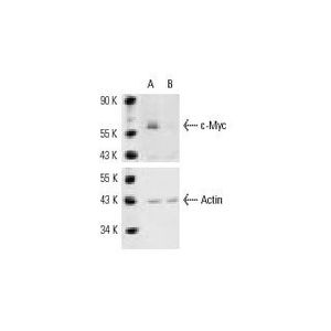 c-Myc siRNA (h)