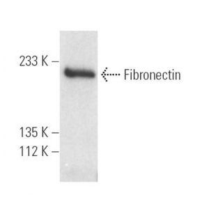 Fibronectin (P1F11)