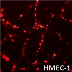 3D-FectIN -DNA Transfection Reagent