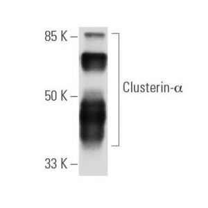 Clusterin-α (B-5)