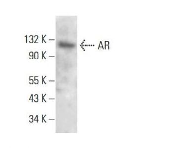 AR AN1 15 Alexa Fluor 647 Science Company Labroots