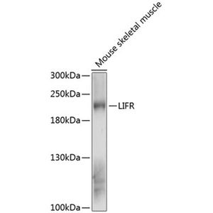 Anti-LIFR antibody