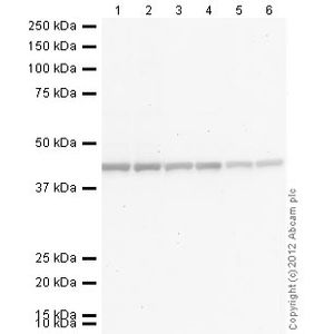 Anti-MMP3 antibody [EP1186Y](AB52915)
