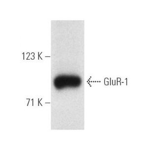 GluR-1 (E-6) HRP