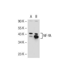 NF-YA (G-2) Alexa Fluor® 790