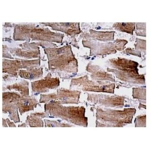 gp130 (AN-H2) Alexa Fluor® 790