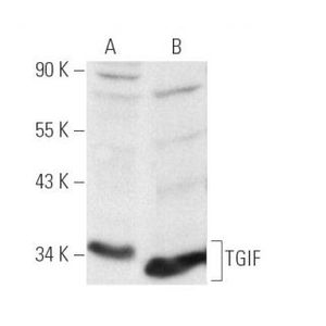 TGIF (H-1) Alexa Fluor® 790