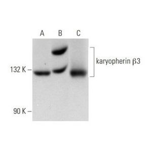 karyopherin β3 (H-4)