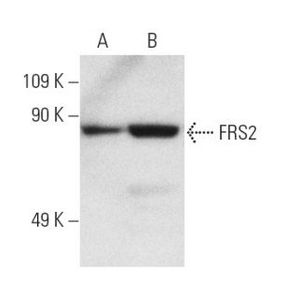 FRS2 (A-5) Alexa Fluor® 488