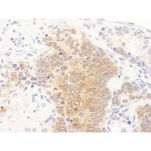 Anti-beta Tubulin antibody - Loading Control(AB6046)