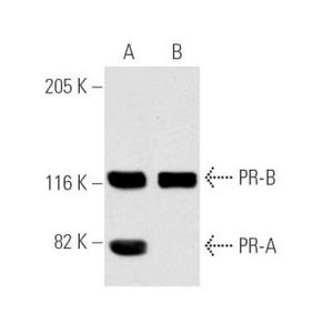 PR (AB-52) Alexa Fluor® 546