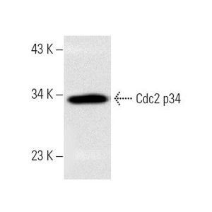 Cdc2 p34 (17) Alexa Fluor® 647