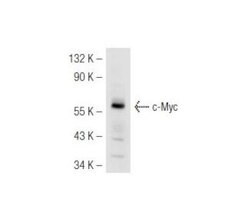 c Myc SPM237 Science Company Labroots