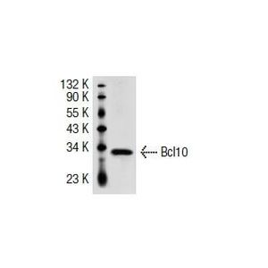 Bcl10 (A-6) Alexa Fluor® 680