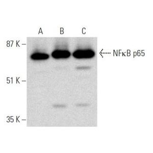 mouse anti-rabbit IgG-HRP
