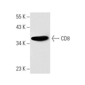 CD8 (32-M4) PE