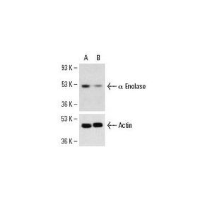 α Enolase siRNA (h)