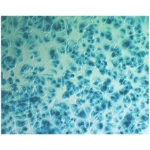 X-Gal Substrate -for Transfection Assay