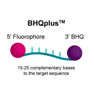 BHQplus™ Probes