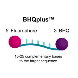 BHQplus™ Probes