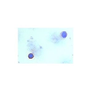 Integrin αL (I21/7) FITC