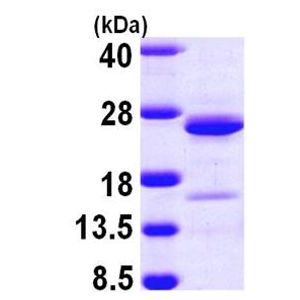 Anti-GFAP antibody [EPR19996-132] - BSA and Azide free (Capture)(AB242692)