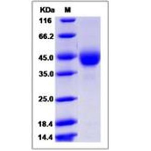 Anti-EpCAM antibody(AB71916)