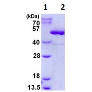 Anti-LAMP1 antibody [1D4B](AB25245)