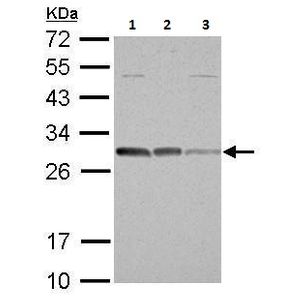 Creatinine Assay Kit(AB65340)