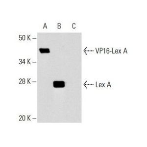Lex A (2-12) Alexa Fluor® 680