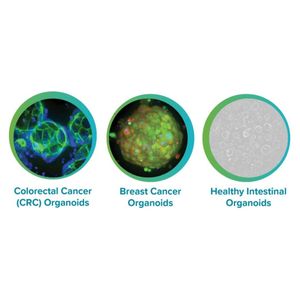 3D Ready™ Organoids