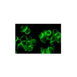 CD43 (DF-T1) Alexa Fluor® 647